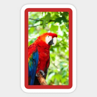 Scarlet Macaw Red Bird Perched in a Tree Sticker